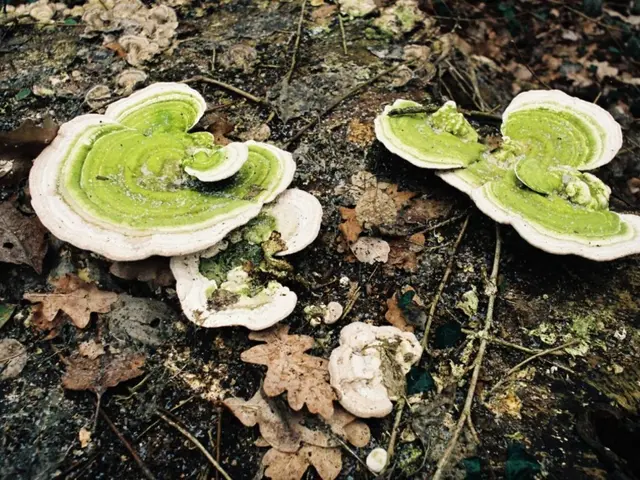 Methods for managing autumn debris for both dairy agriculturalists and horticulturists