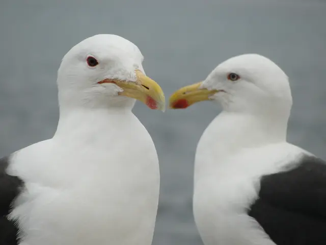 White-capped cockatoo is the avian resident of the local bird park
