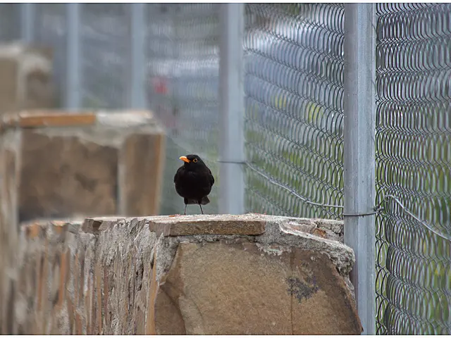New Zealand Seabird Monitoring Resources for Schools