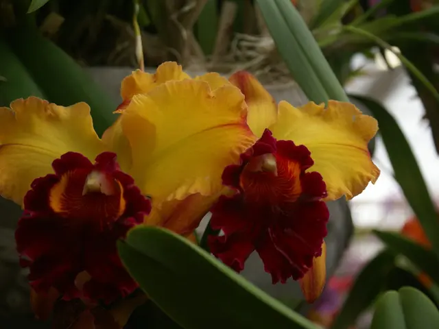 Guide for Winterizing Delicate Annual Plants