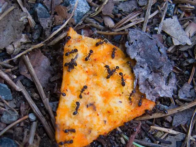 Wood-destroying Carpenter Ants versus Sugar-loving Black Ants: A battle of nature as the former...