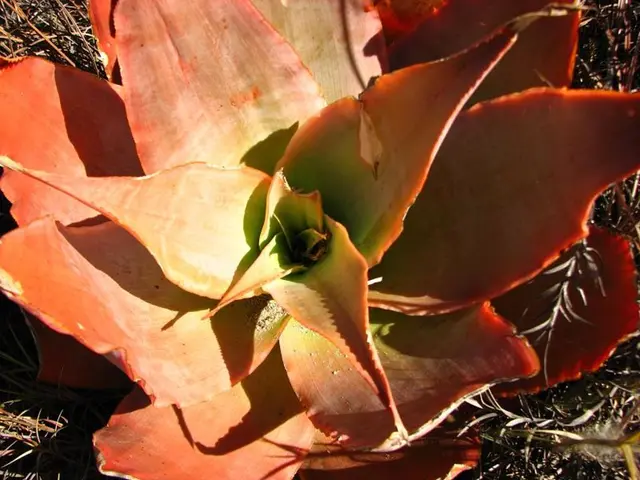 In this image, I can see a coral aloe plant. In the background, there is grass.