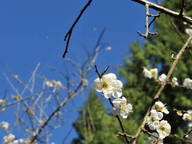 There are trees, this is blue color sky.