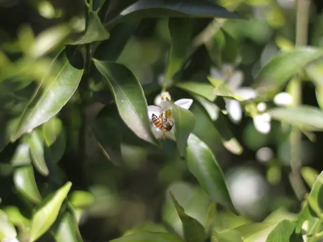There is a bee on the flower as we can see in the middle of this image, and there are some leaves...