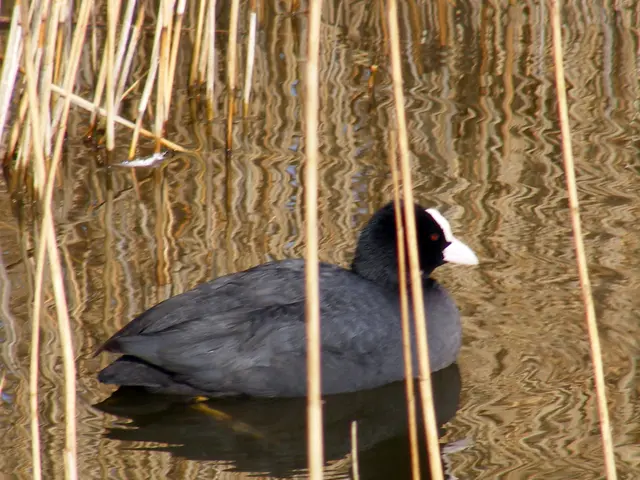 The picture consists of water, in the water there are weed plants and a duck.