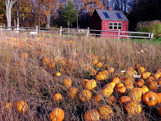 In front of the image there are pumpkins. There is grass on the surface. There is a wooden fence....