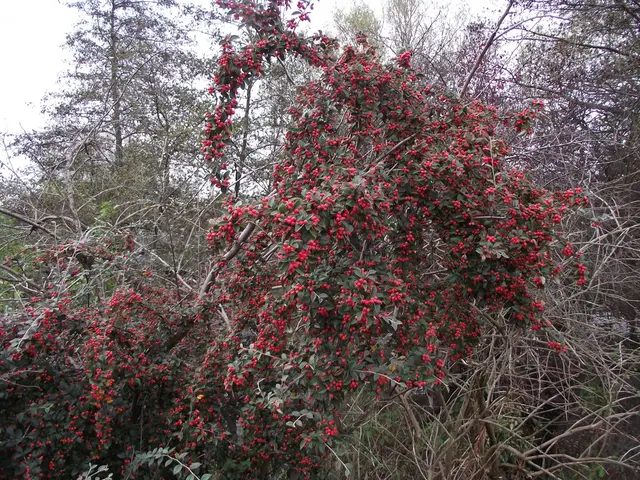 In this image there are trees, one of the trees have fruits.