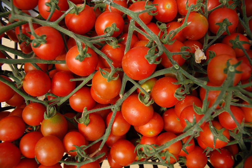 Uncertain or Predetermined Tomatoes: A Look at the Variety's Ripeness Factors