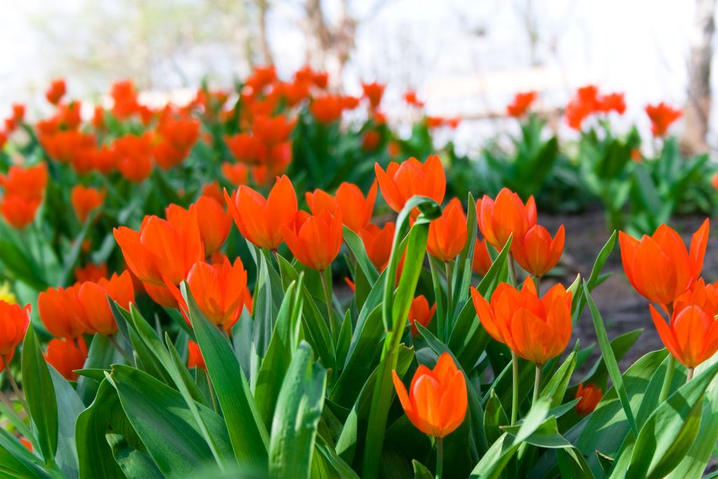 Expert Recommendations for Nurturing Tulip Trees: Strategies to Ensure Thriving, Vibrant, and...