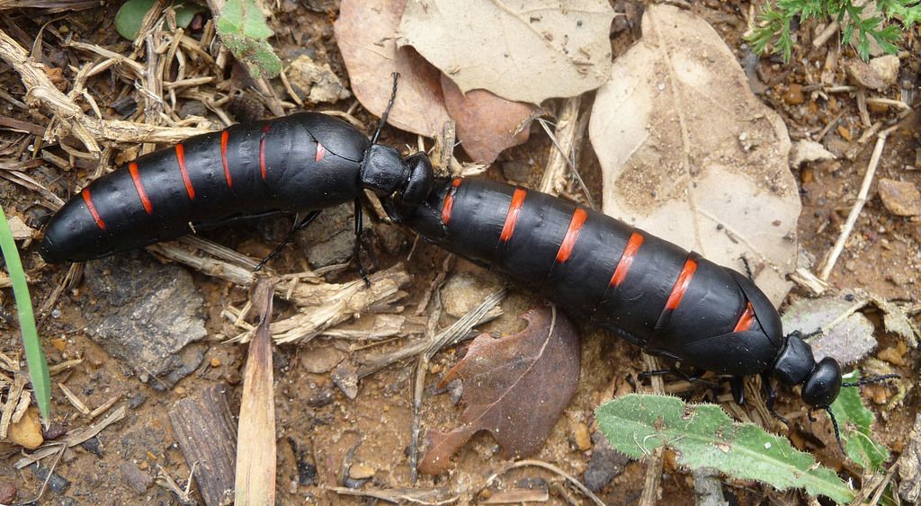 Top Ten Regular Composting Issues that Might Ruin Your Garden's Rich Composts – Along with Simple...