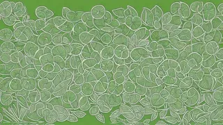 Evergreen Gardeners